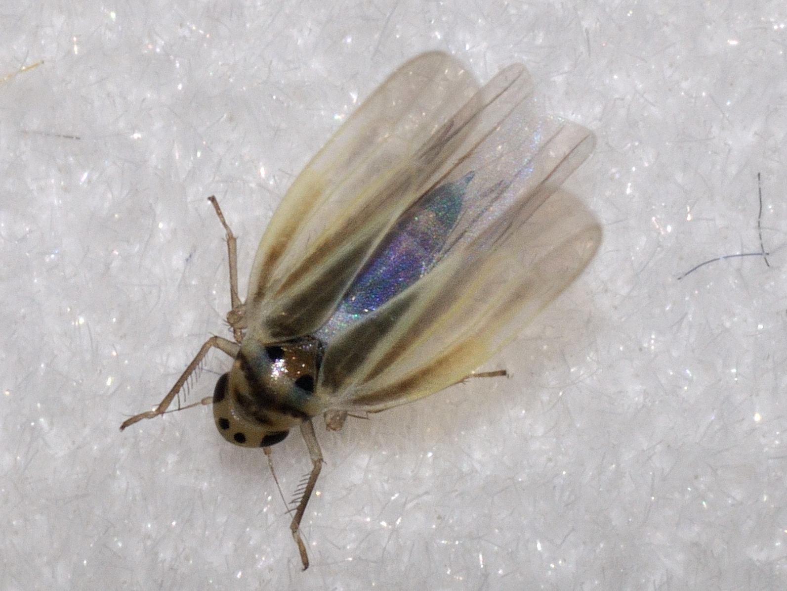 ID Cicadellidae N.3